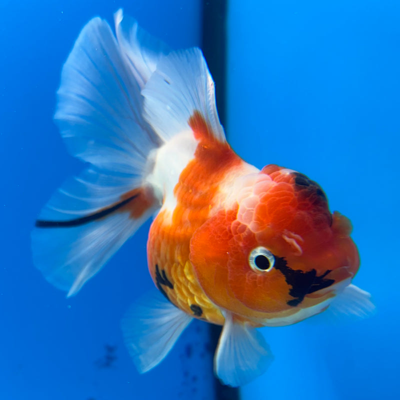 Thai Oranda Tri-Color Tiger Calico 3” Female(BIN-CK-1065)SHOWTANK2