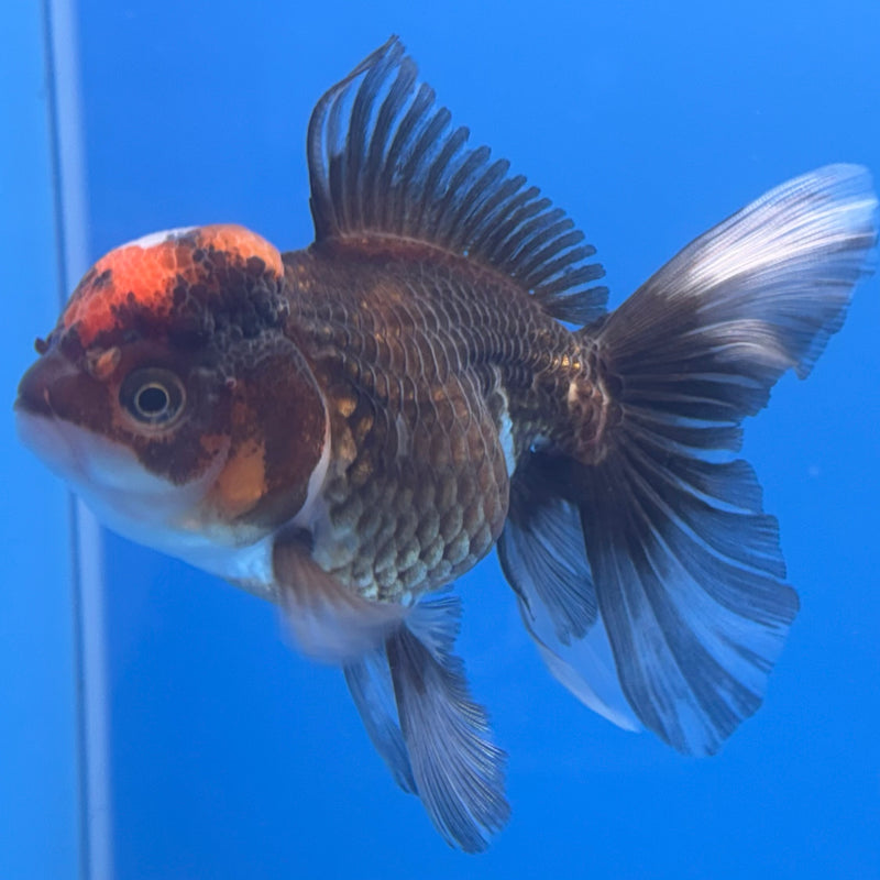 Thai Oranda Tri-Color 3” Body Female(CK-682)R1A09