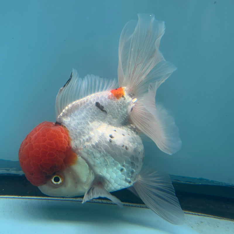 Live Premium Fancy Goldfish Thai Oranda Red Cap White Body Body Male 3.5” Body (JC-007) R1A06