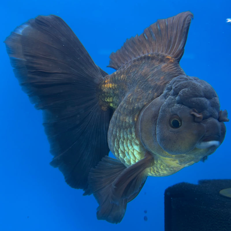 Thai Oranda Orchid Tail Full Black/Apache 3.5” Body Male(CK-1500)R2B24