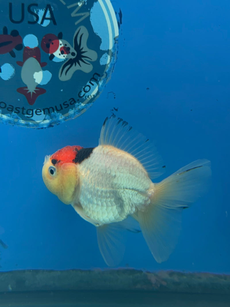 Thai Oranda Tri-Color 2.5” Male (FEB-268)R3A09