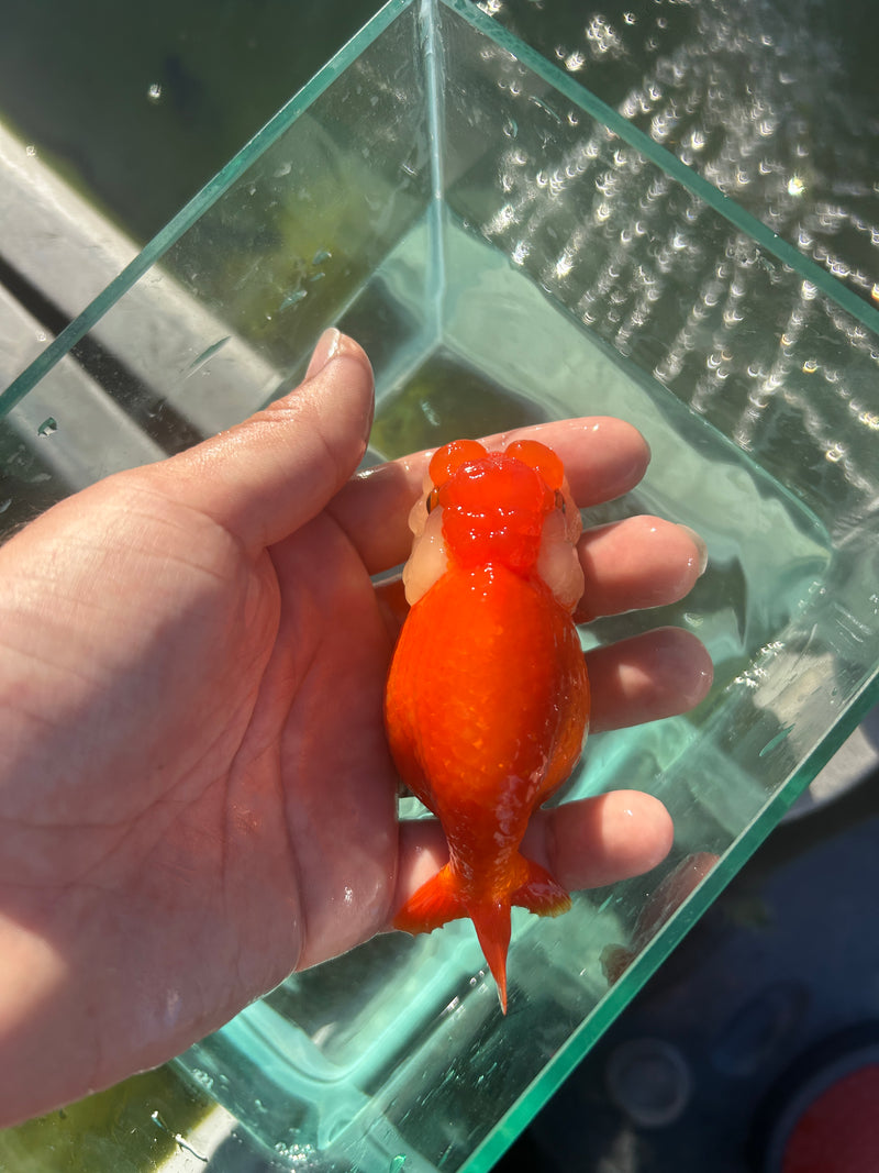 X A Grade Show Quality Thai Buffalo Ranchu 3.5” Body Shape Red/White Female (JC-120) GRAYTUB8