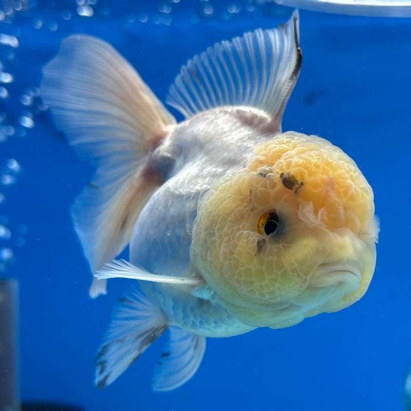 Thai Oranda Lemon Head White/Panda 3” Body Female(CK-975)R3B10