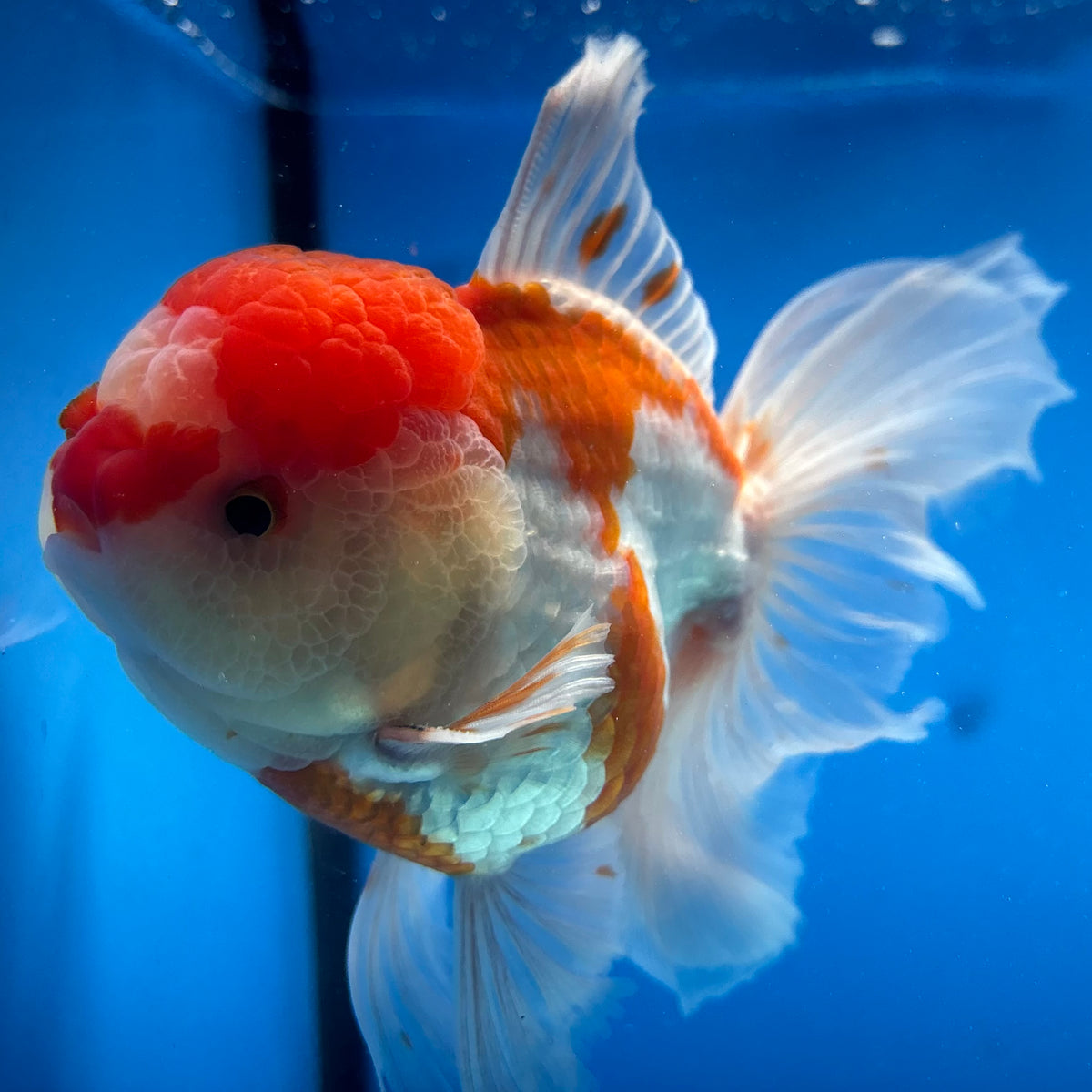 Thai Oranda Red/White 3.5” Male(CK-1624)R2A07