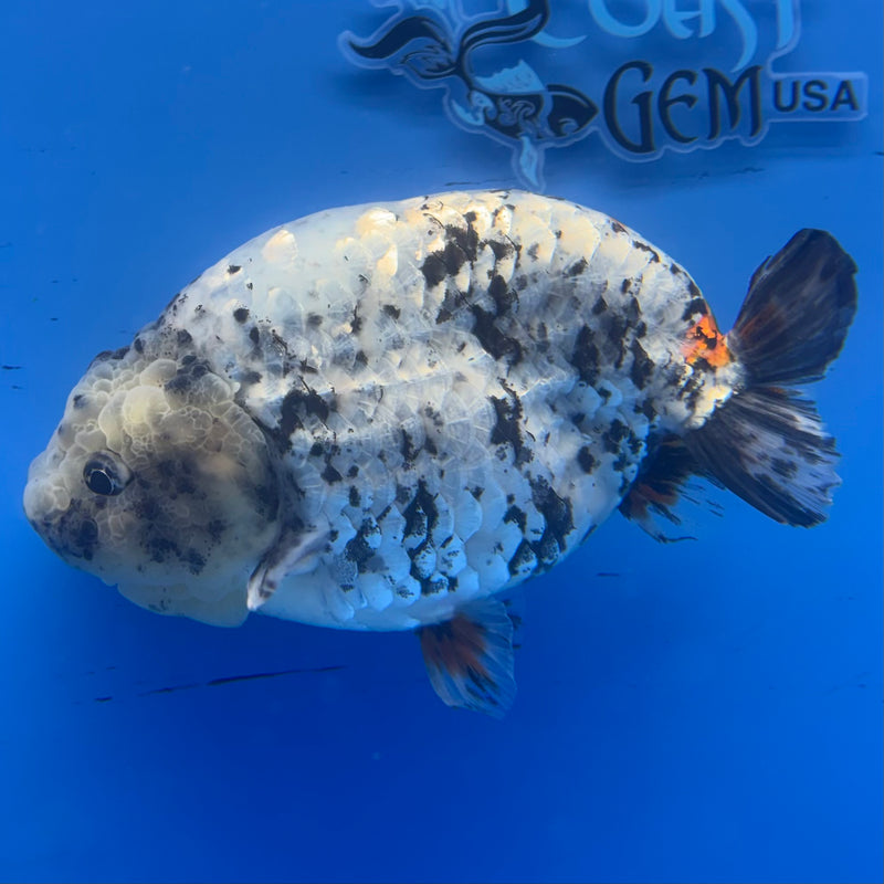 Thai Super Jumbo Calico Ranchu 6” Body Male(CK-CRP-JO1138)