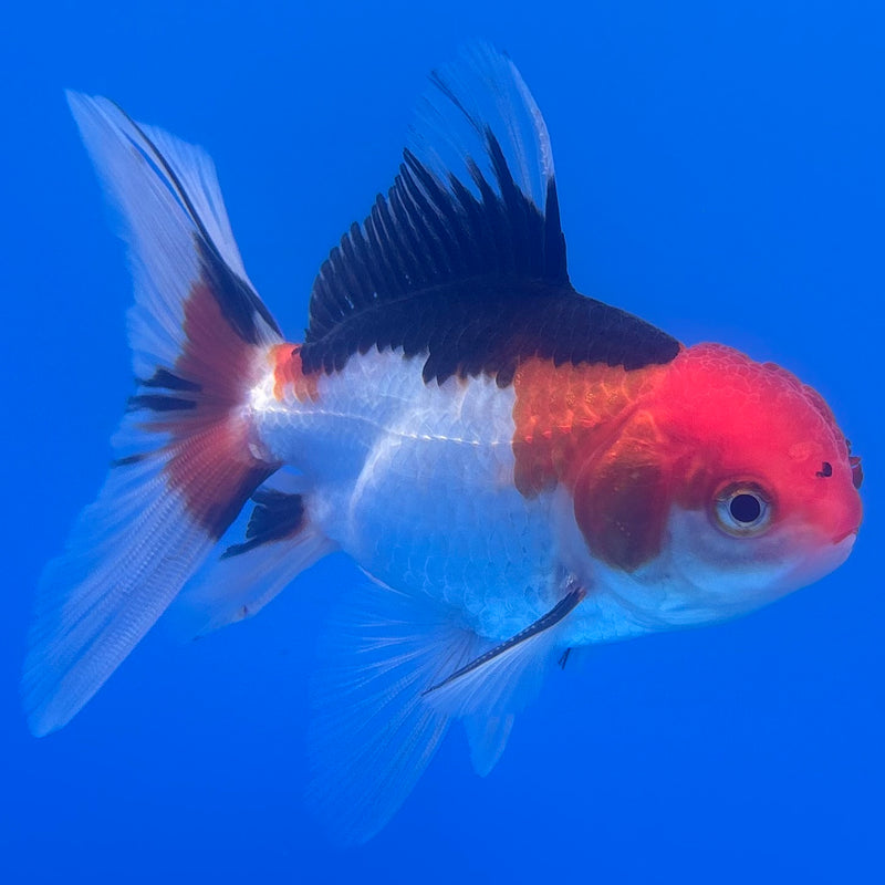 Thai Oranda Tri-Color/Apache 2.5” Body Male(CK-1253)R3B08