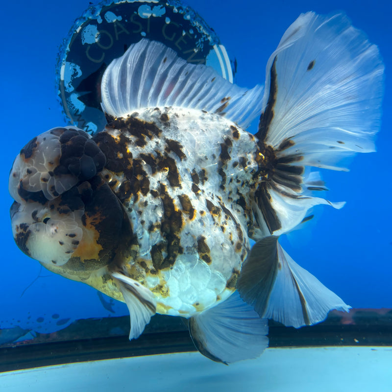 Thai Oranda Tri-Color Calico Tiger RoseTail 4.5” Body Female(NKT-CK-1031)SHOWTANK2