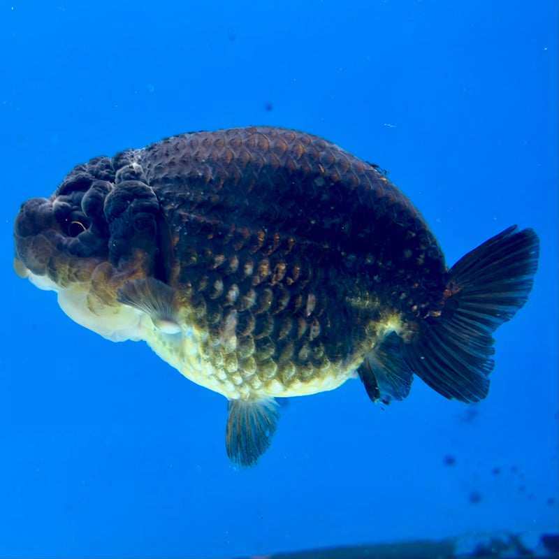 Thai Ranchu SPECIAL COLOR Apache 3.5” Body Male(CK-1112)R1A04