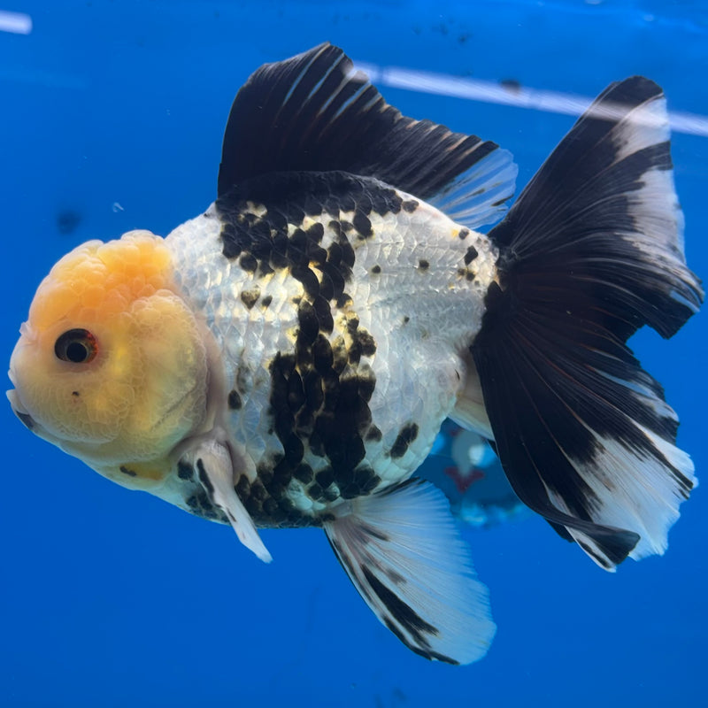 Thai Oranda Lemon Head Panda 4” Body Female(CK-1483)R2B17