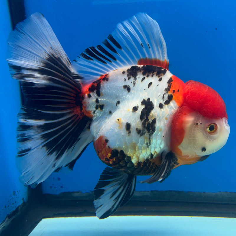 Thai Oranda Tri-Color 4.5” Body Male(CK-1486)R2B18