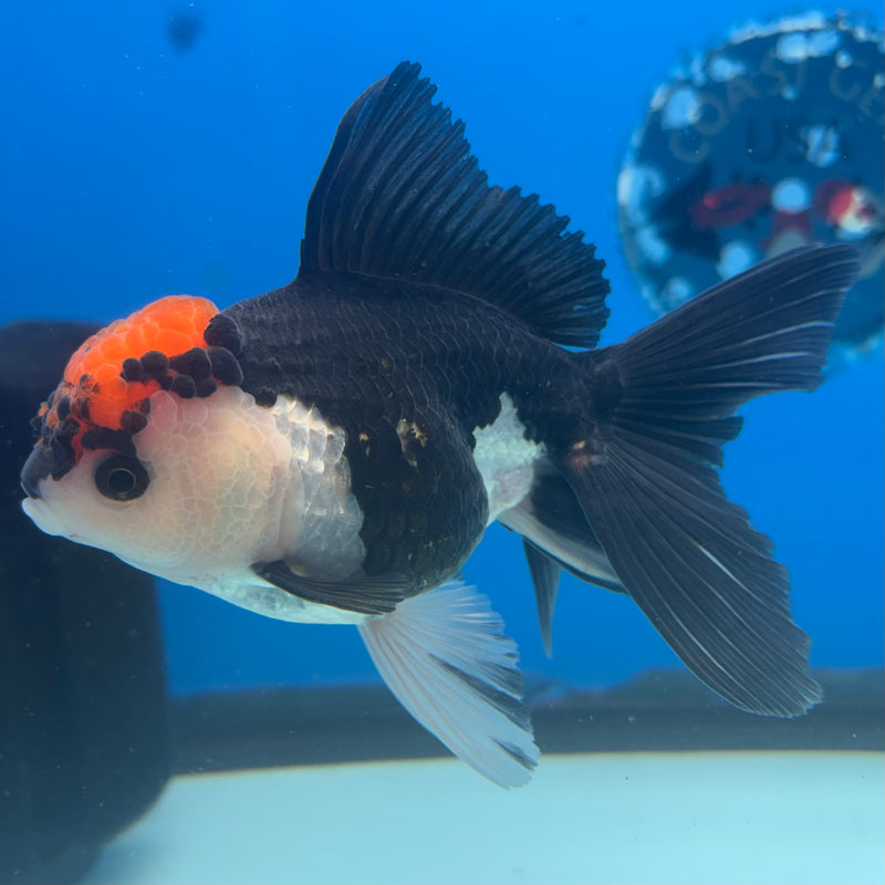 Thai Oranda Tri-Color 3.5” Body Female(CK-907)R1BLUETUB4