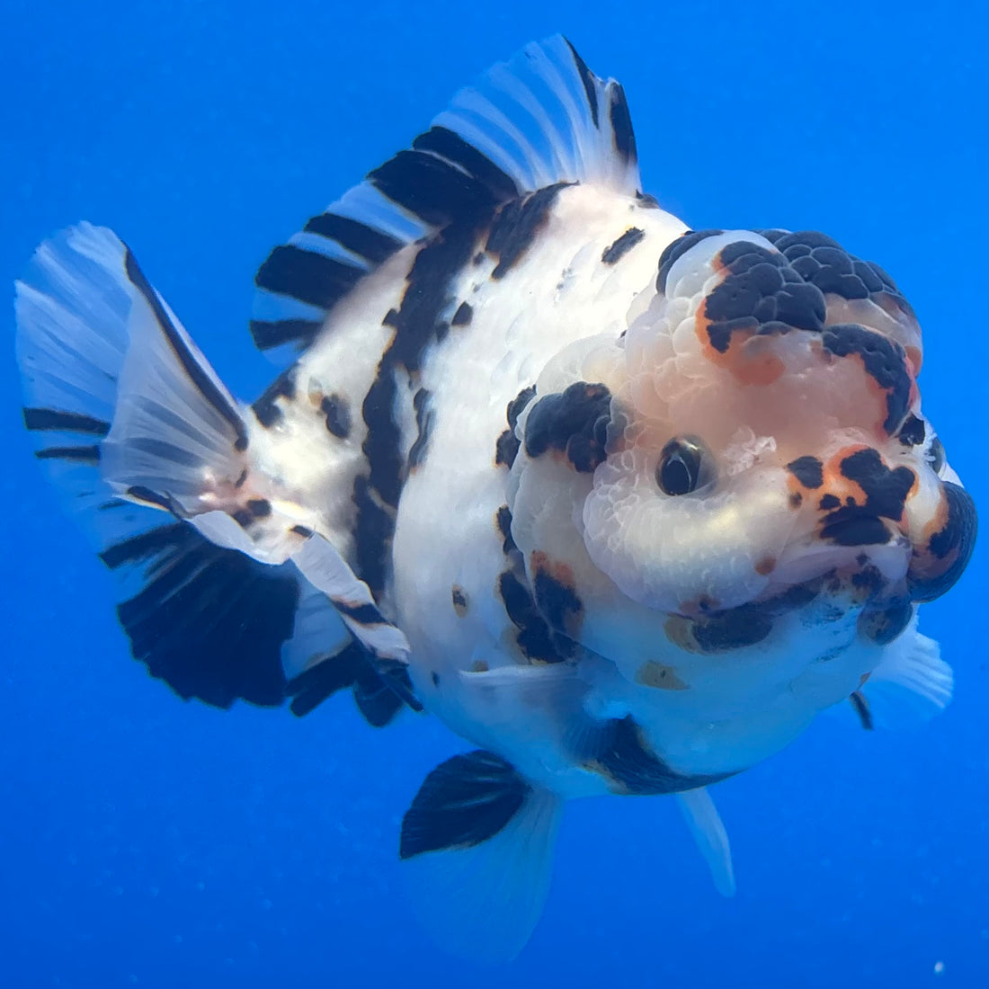 Thai Oranda Tri-Color Tiger 4.5" Male(NKT-CK-1569)BLUETUB-B