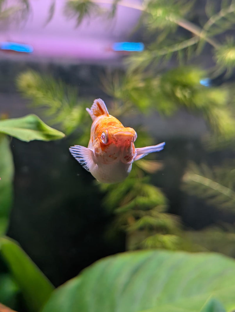 High Grade Golden Horse Balloon Molly (Poecilia sphenops)