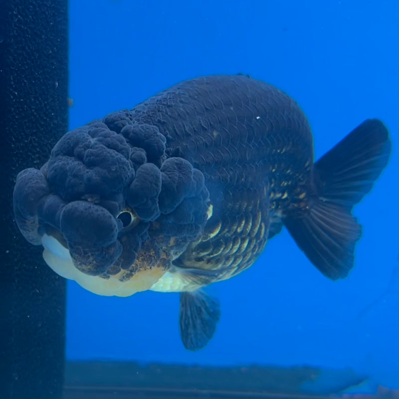 Thai Ranchu SPECIAL COLOR Apache 3.5” Body Female(CK-1116)R1A04
