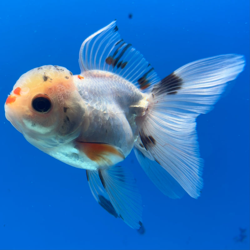 Thai Oranda Lemon Head Tri-Color 2.5” Body Female(CK-1013)R3B15