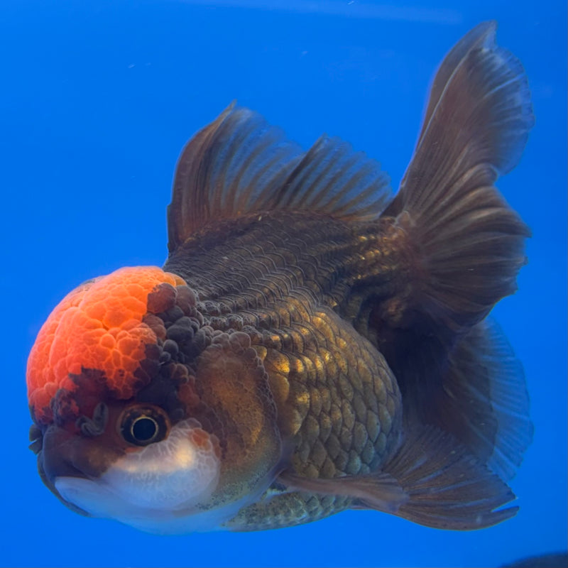 Thai Oranda Black Body Red Cap 3.5” Body Female(CK-728)R1A02