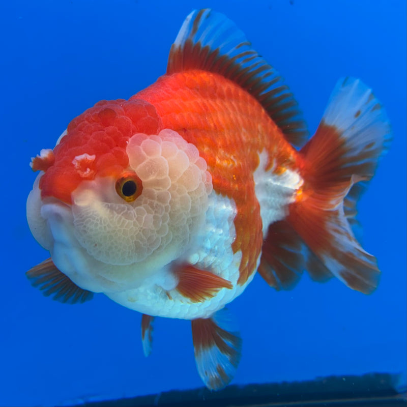 Thai Oranda Red/White 4” Body Male(CK-1447)R1BLUETUB1