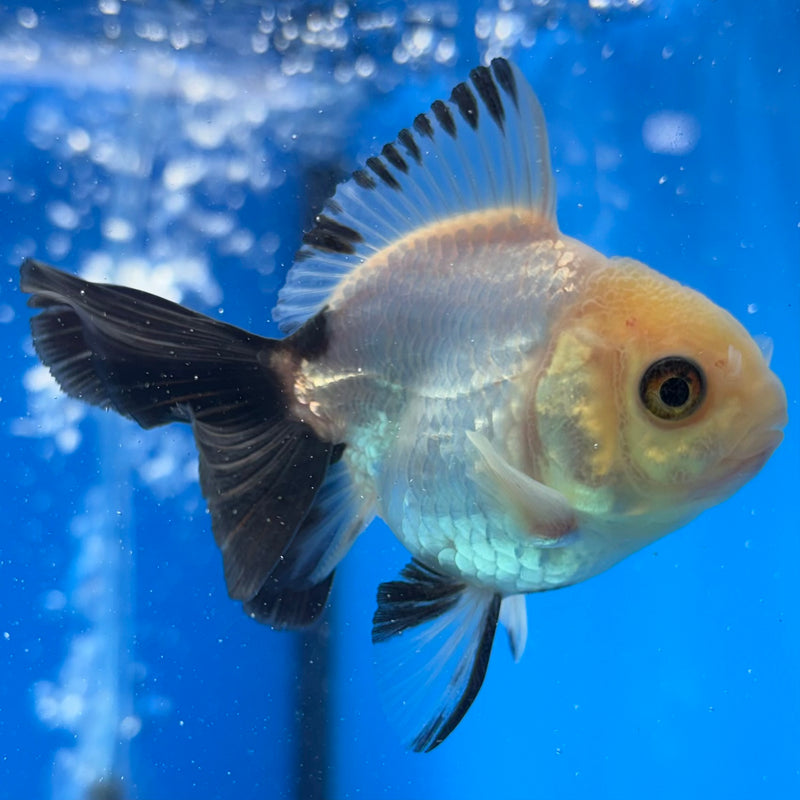 Thai Oranda Panda 2.5" Female (CK-1546)R3A16