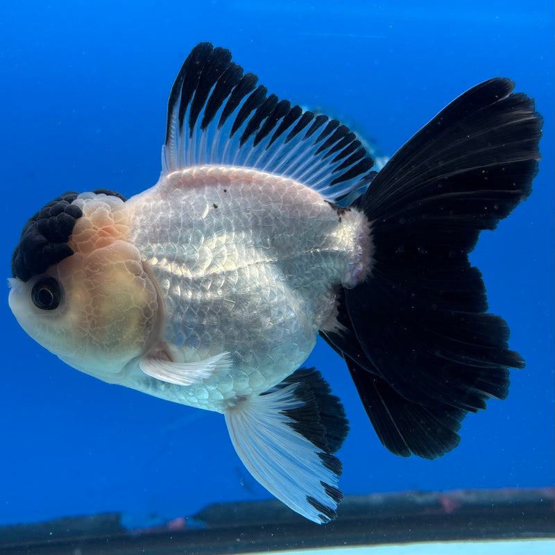 Thai Oranda Panda 3.5" Female(CK-1537)R2A07