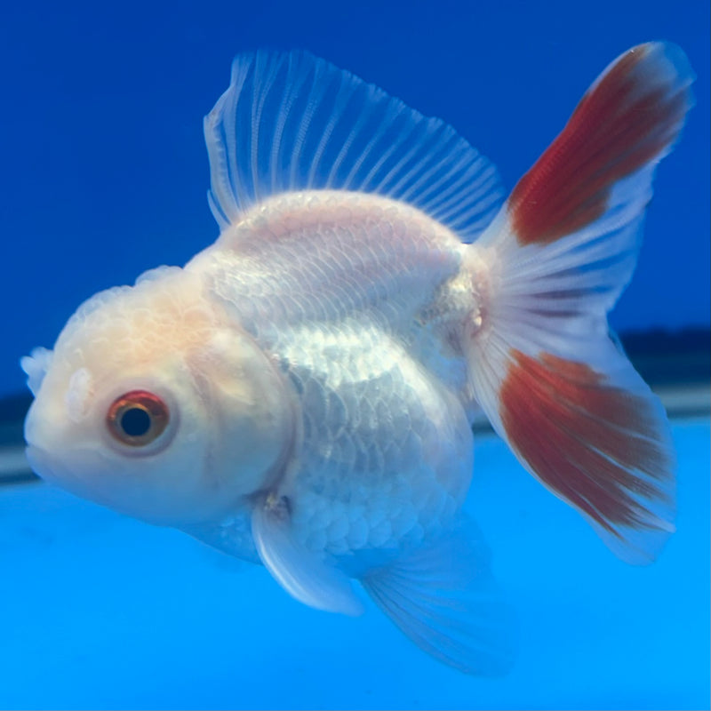 Thai Oranda Red/White 2.5” Body Female(CK-1000)R3B20