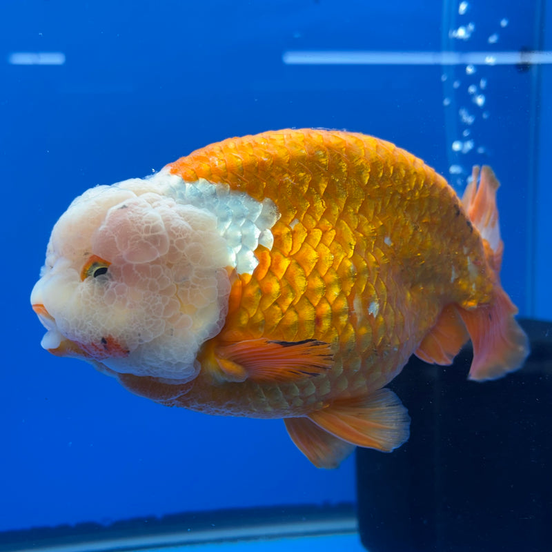 Thai Ranchu Lionchu Super Jumbo Red/White 6” Body Male(CK-764)SHOWTANK