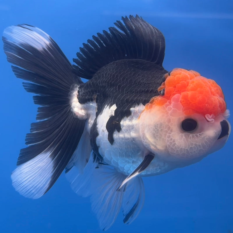 Thai Oranda Tri-Color 3” Body Female(CK-672)R1B08