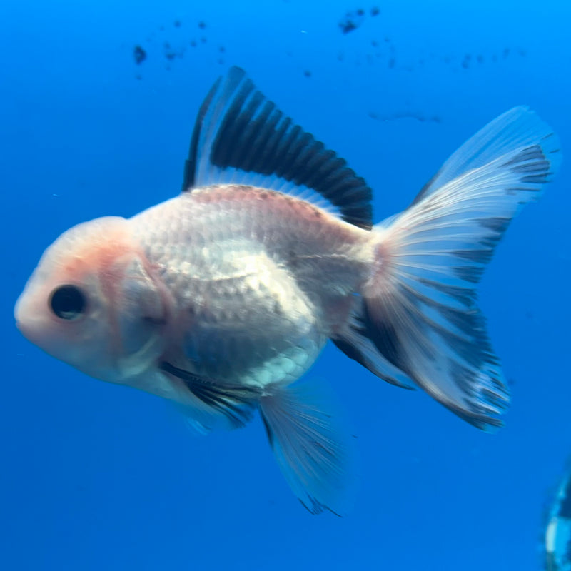 Thai Oranda Panda 2.5” Body Female(CK-1289)R3B02