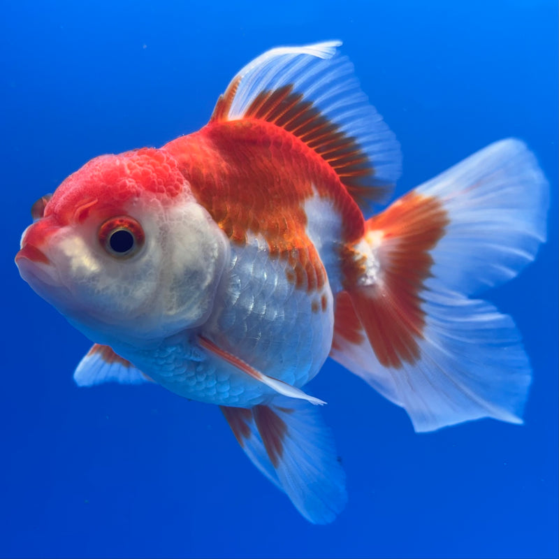 Thai Oranda Red/White 2.5” Body Male(CK-998)R3B20