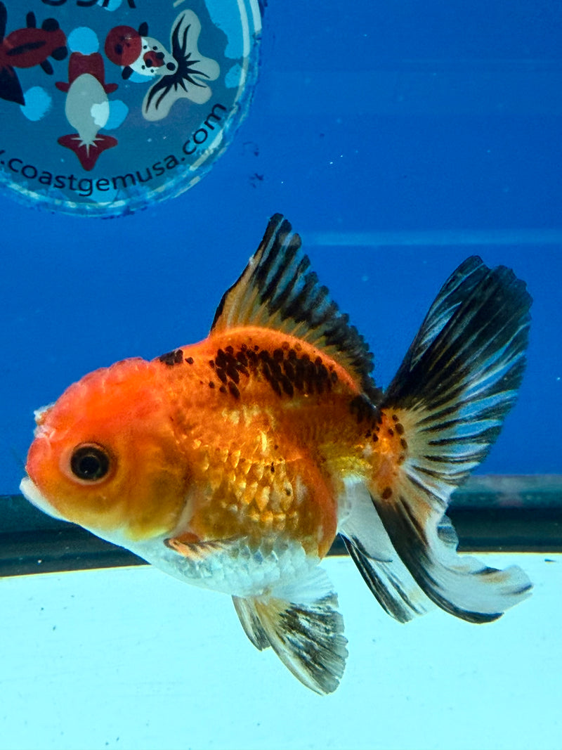 Thai Oranda Apache 3in Female (FEB-325)R2B07
