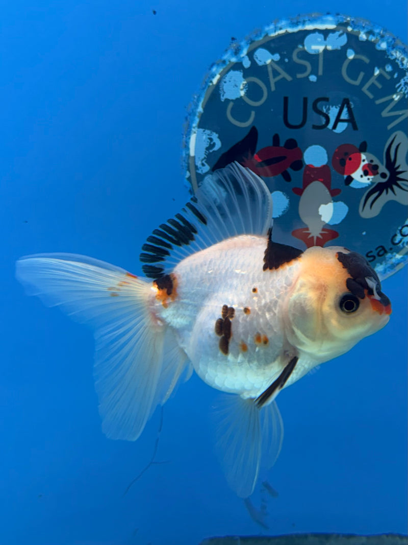 Thai Oranda Tri Panda 2.5” Female (FEB-266)R3A09