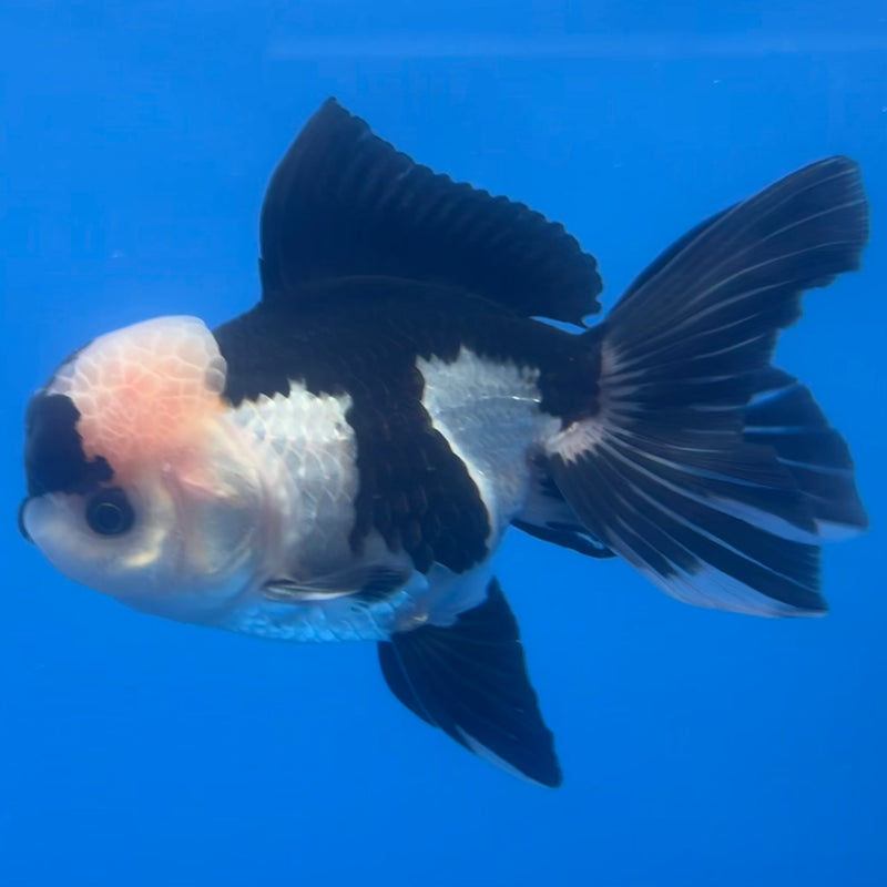 Thai Oranda Panda 3” Body Male(CK-1221)R1A09