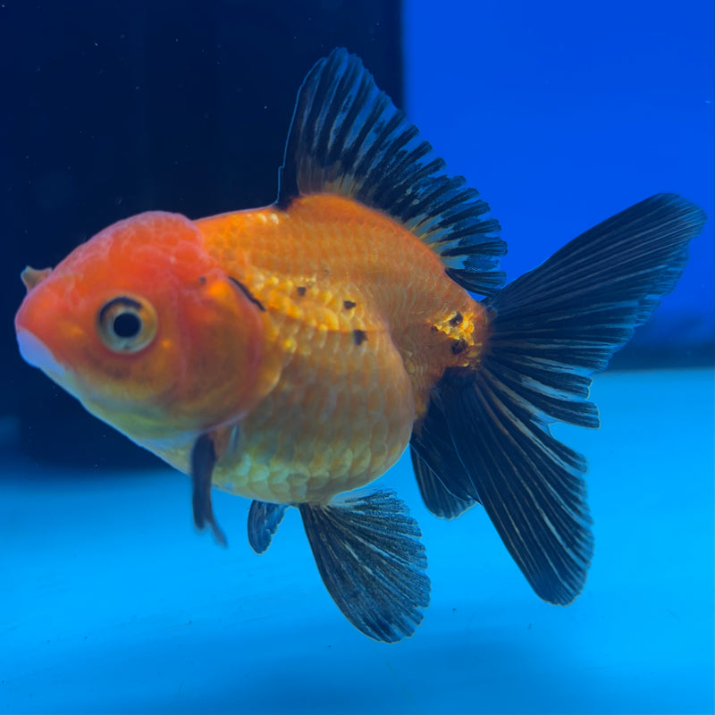 Thai Oranda Apache 2” Body Female(CK-1270)R3B06
