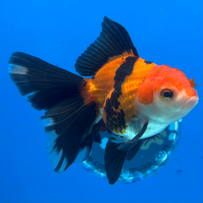 Thai Oranda Apache 2.5” Body Female(CK-861)R3B16