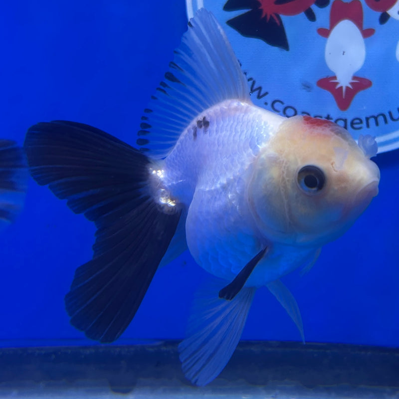 Live Premium Fancy Goldfish Thai Oranda Panda 2.5" Body Male(JC-281) R4C04