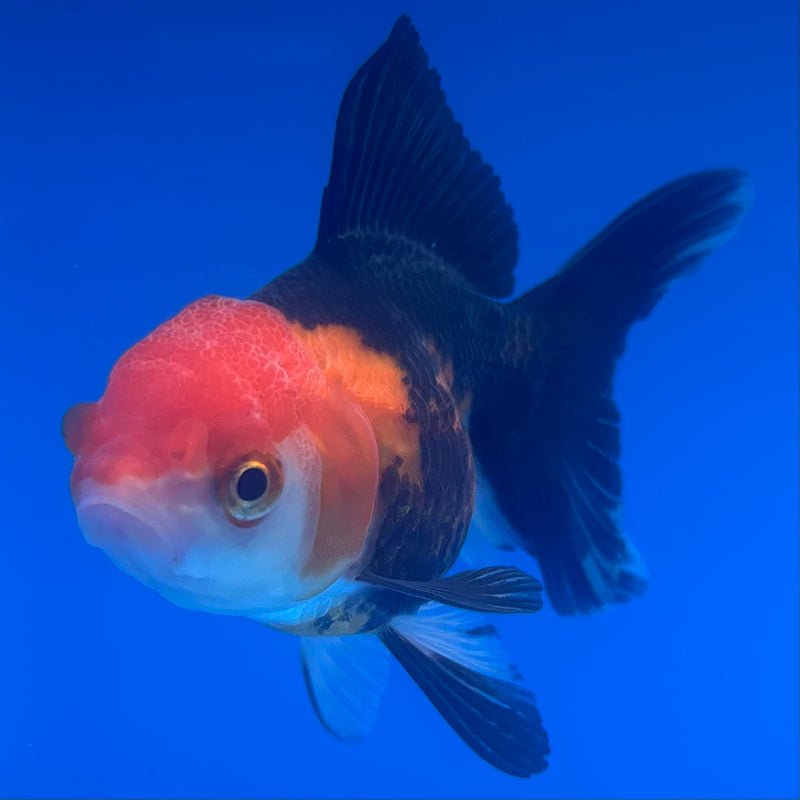 Thai Oranda Apache 2.5” Body Female(CK-1255)R3B07