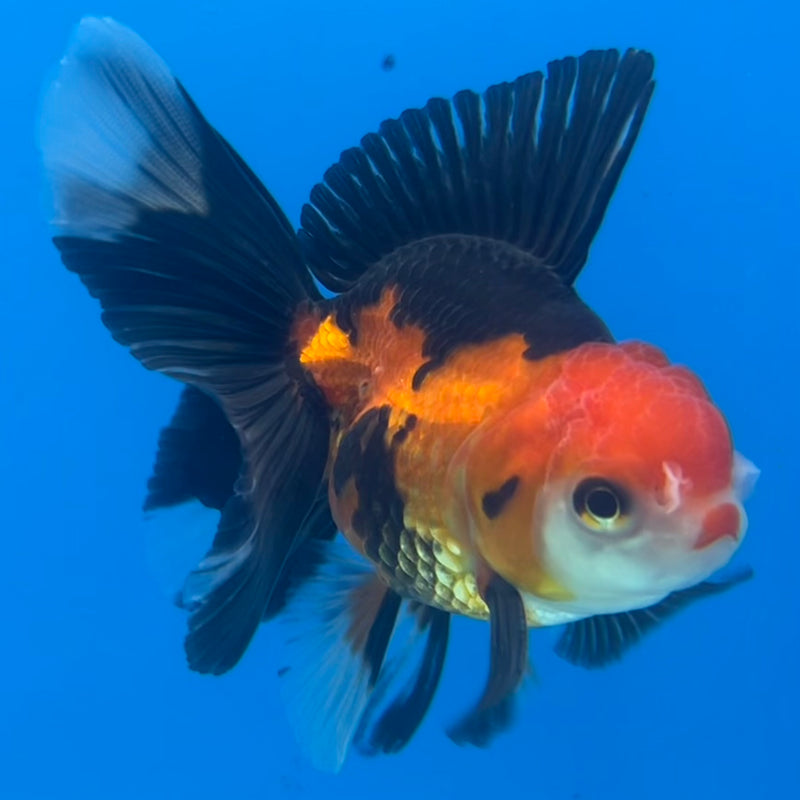 Thai Oranda Apache 2.5” Body Male(CK-1426)R3B18