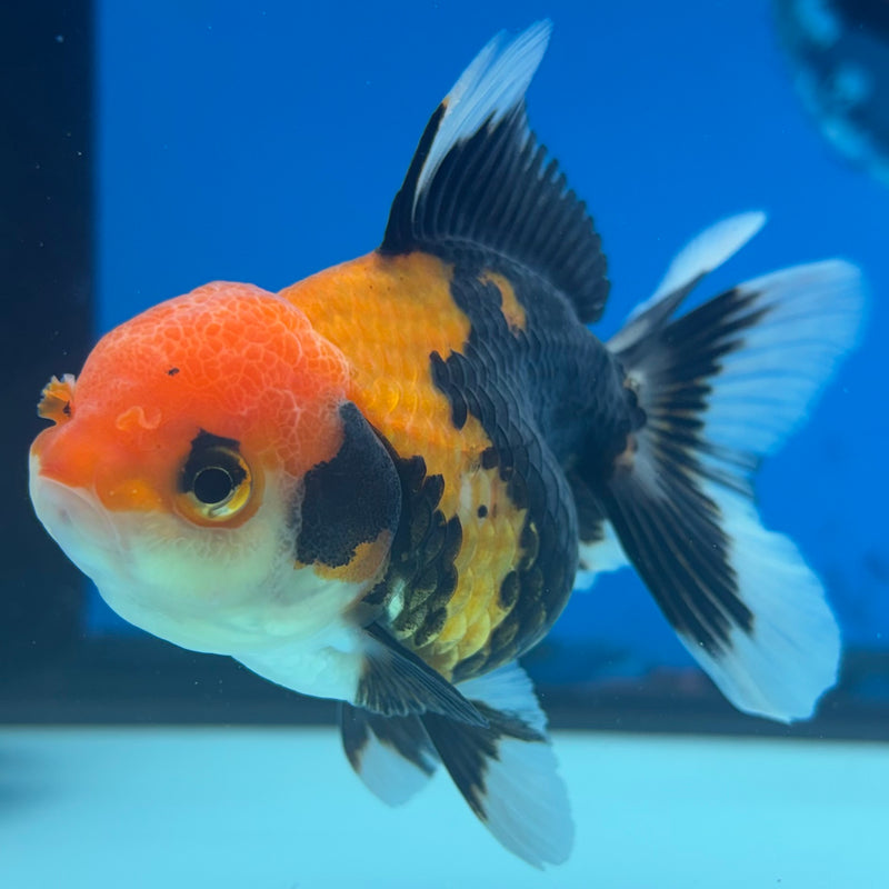 Thai Oranda Apache 2.5” Body Female(CK-1293)R3B01
