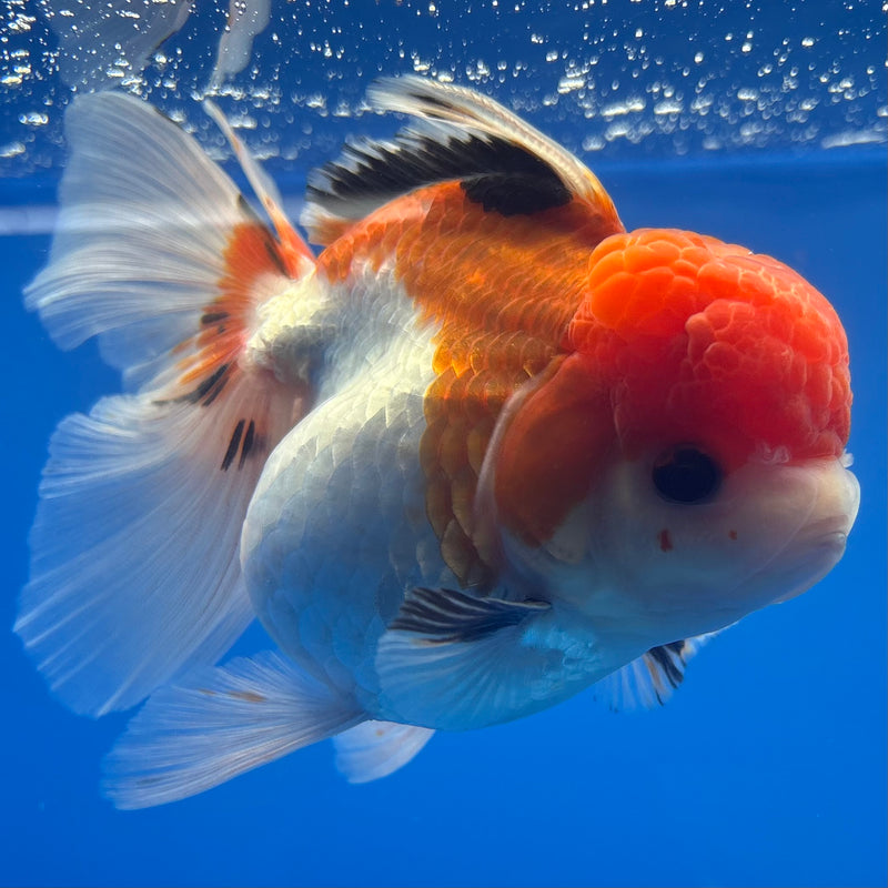 Thai Oranda Apache 3.5” Body Female(CK-792)R1A03