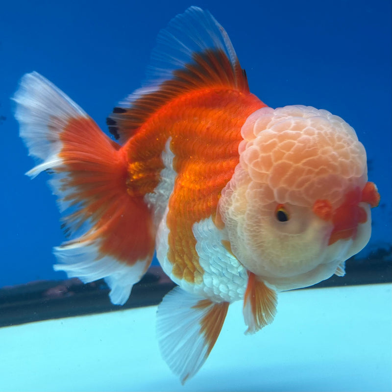 Thai Jumbo Oranda Tri-Color 4.5” Body Female(CRP-CK-1086)BLUETUB2