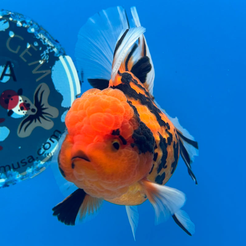 Thai Oranda Tiger Calico 3” Body Female(BIN-CK-1061)SHOWTANK2