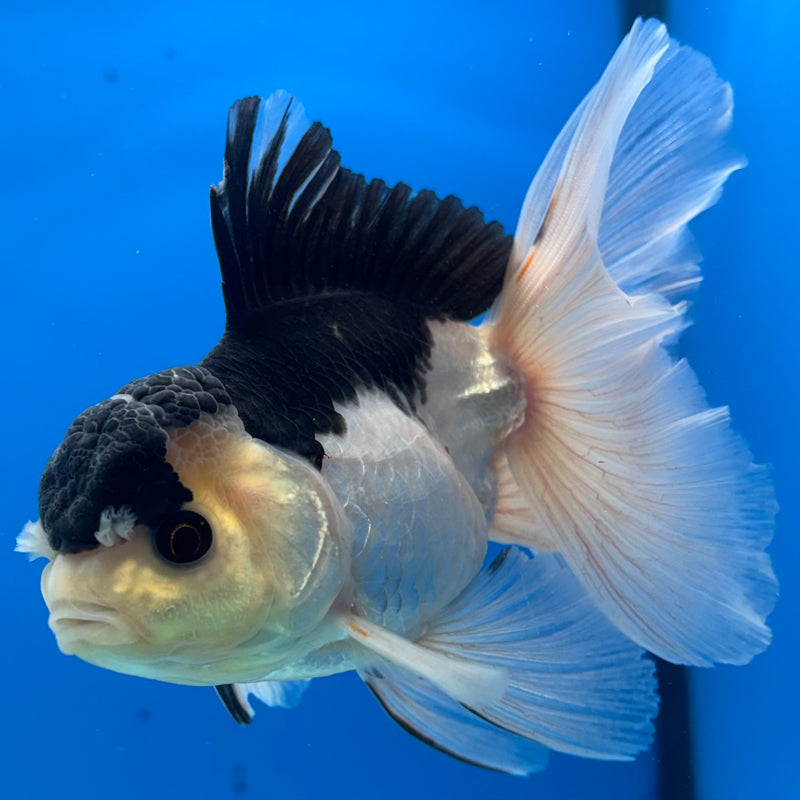 Thai Oranda Panda 3.5” Body Male(CK-926)R1BLUETUB4