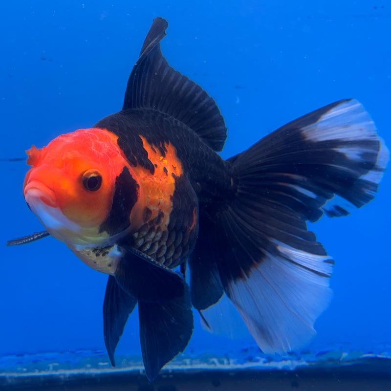 Thai Oranda Apache 3” Body Male(CK-952)R3B17