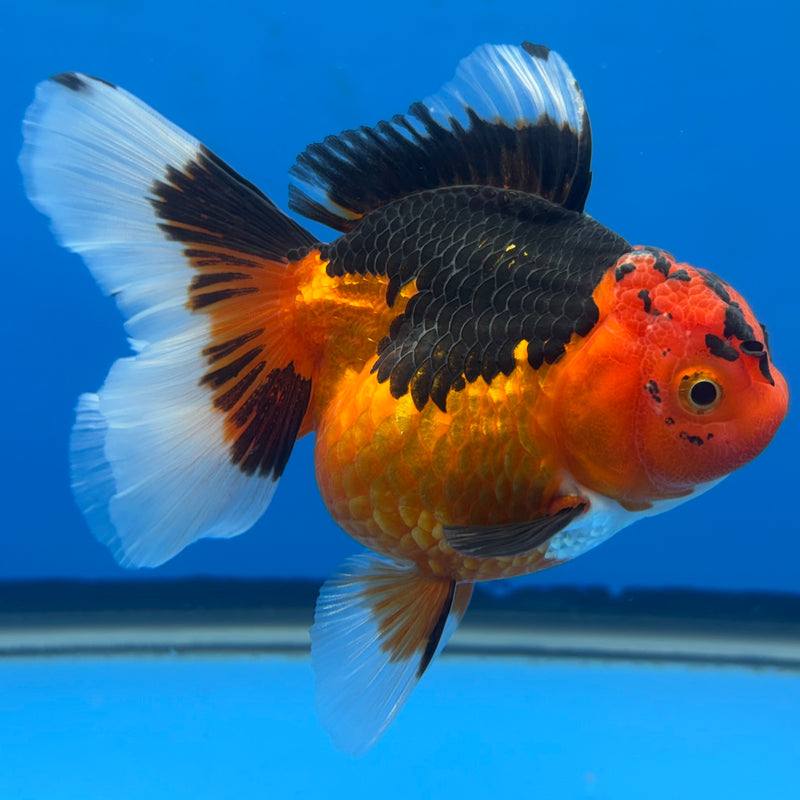 Thai Oranda Apache 3” Body Female(CK-699)R1B07