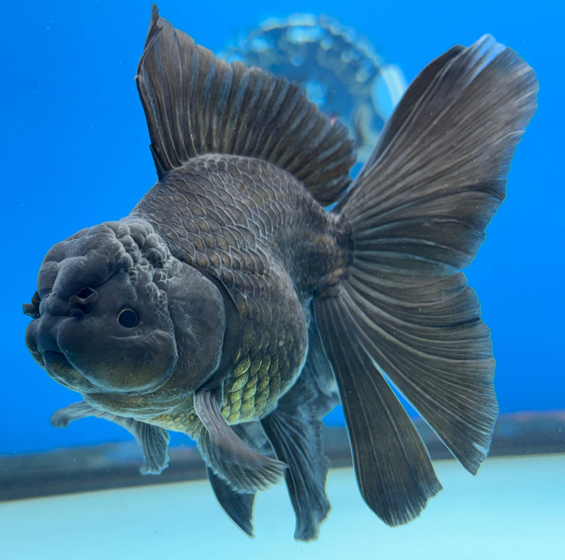 Thai Oranda Full Black 3” Body Male(CK-625)R1A03