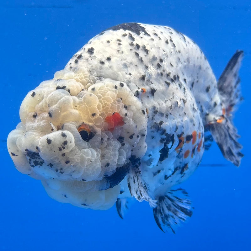 Thai Super Jumbo Calico Ranchu 6” Body Male(CK-CRP-JO1141)