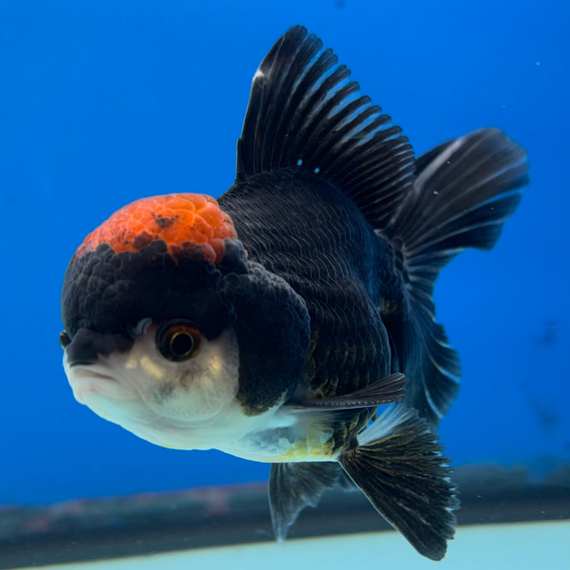 Thai Oranda Tri-Color 3” Body Male(CK-985)R3B08