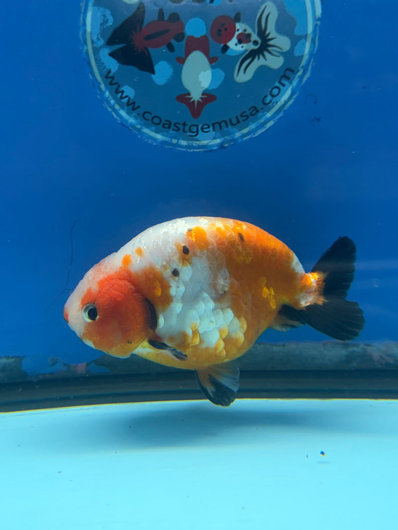 Chinese Ranchu Tri-Color Sakura 3.5in Male (FEB-308)R2A06