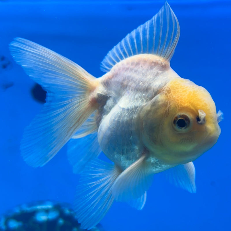 Thai Lemon Head Oranda 2”Body Male (JCD-161)R3B21