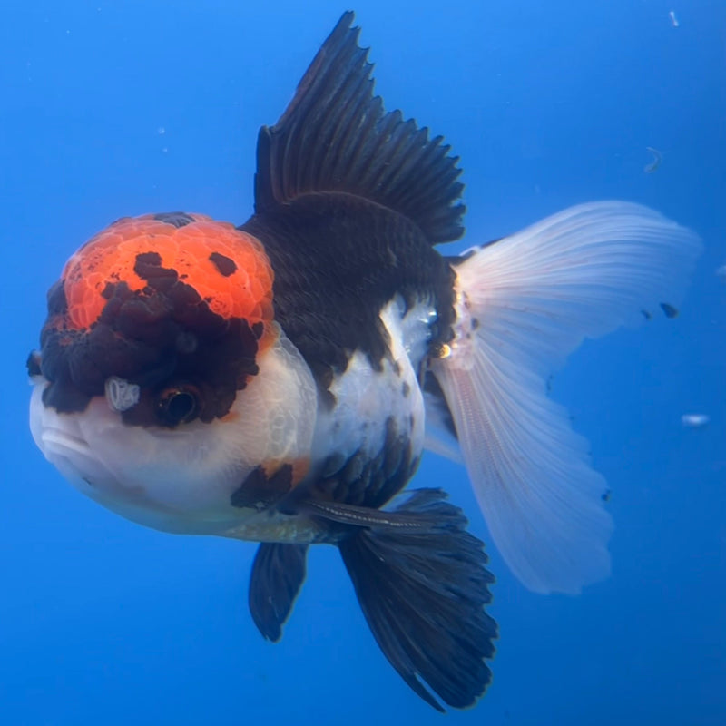 Thai Oranda Tri-Color 3.5” Body Male(CK-653)R1A12