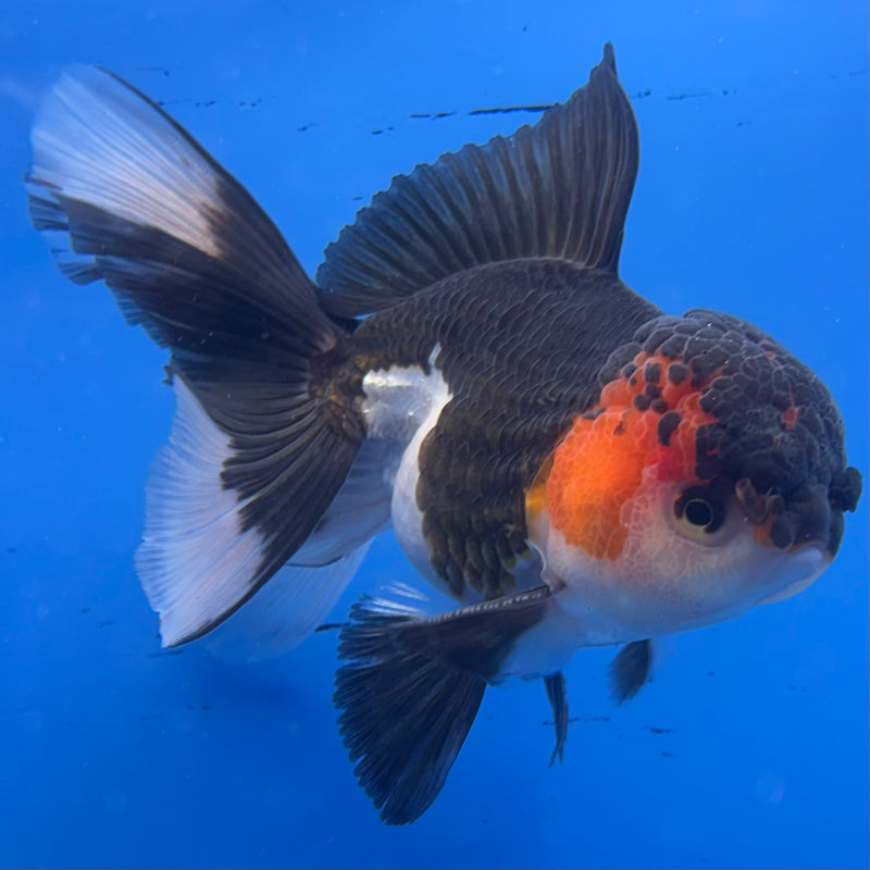 Thai Oranda Apache/Tri-Color 3” Body Female(CK-959)R3B13